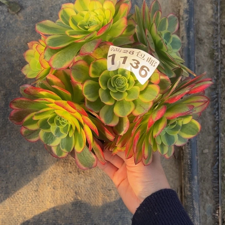 1136南奶白多肉植物