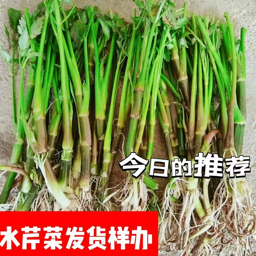 水芹菜 野生水芹菜 中华水芹 水芹菜水培植物可绿化