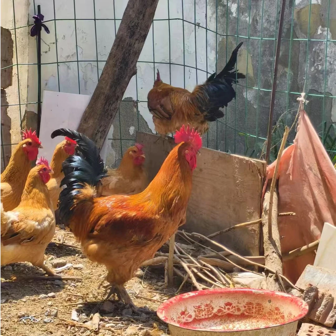 【小张助农】1年多农户散养公鸡走地鸡活鸡现称现杀净膛顺丰冷链发