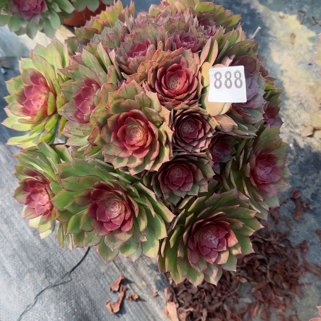 岚*?888多肉植物桃花石