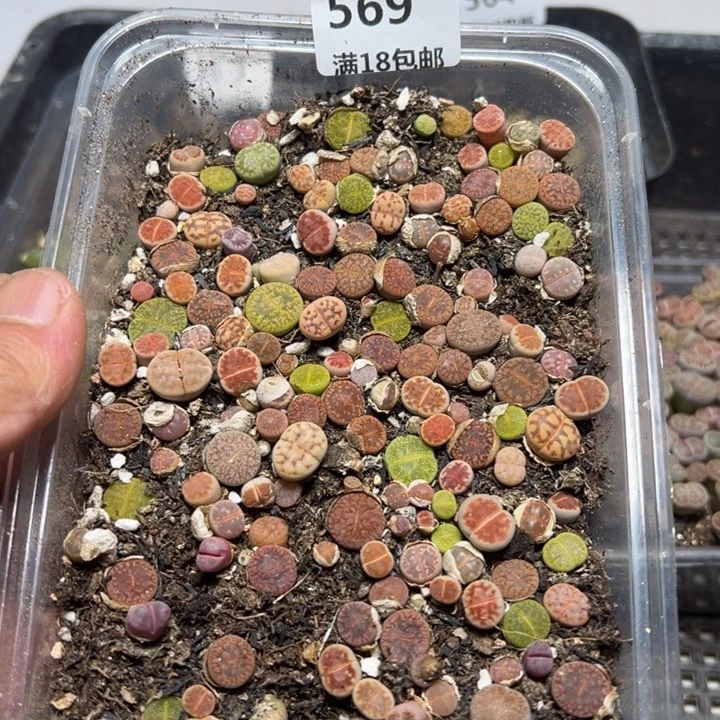 【闪购商品】 569。