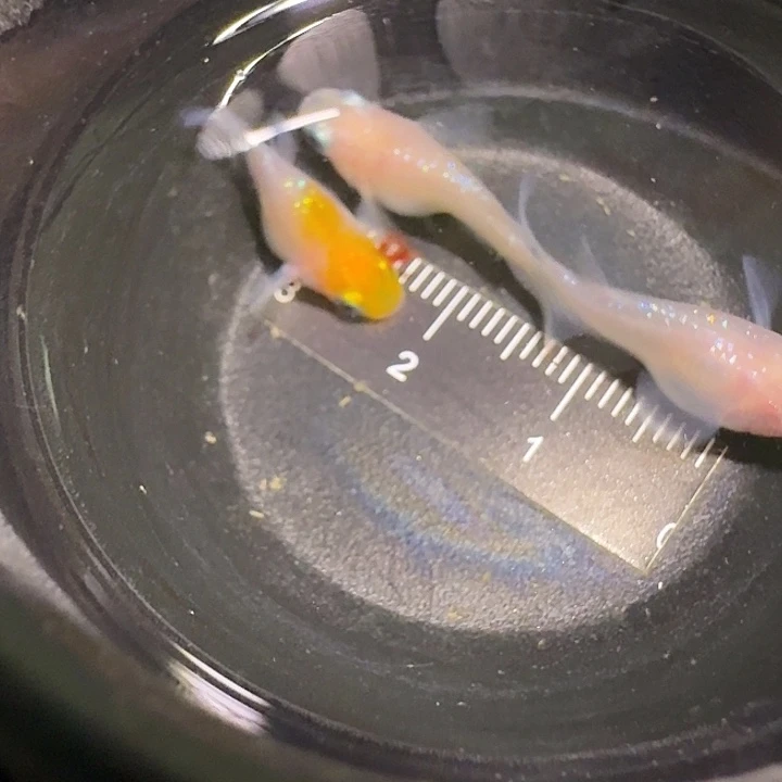青鳉鱼一物一拍512