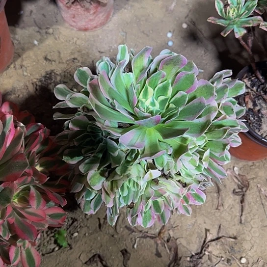 白凤法师9.9多肉植物