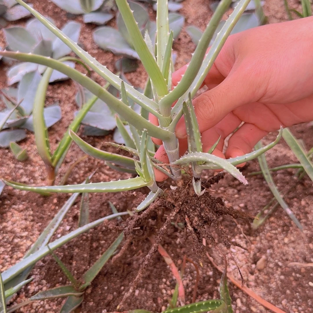 D***D块根植物块根植物