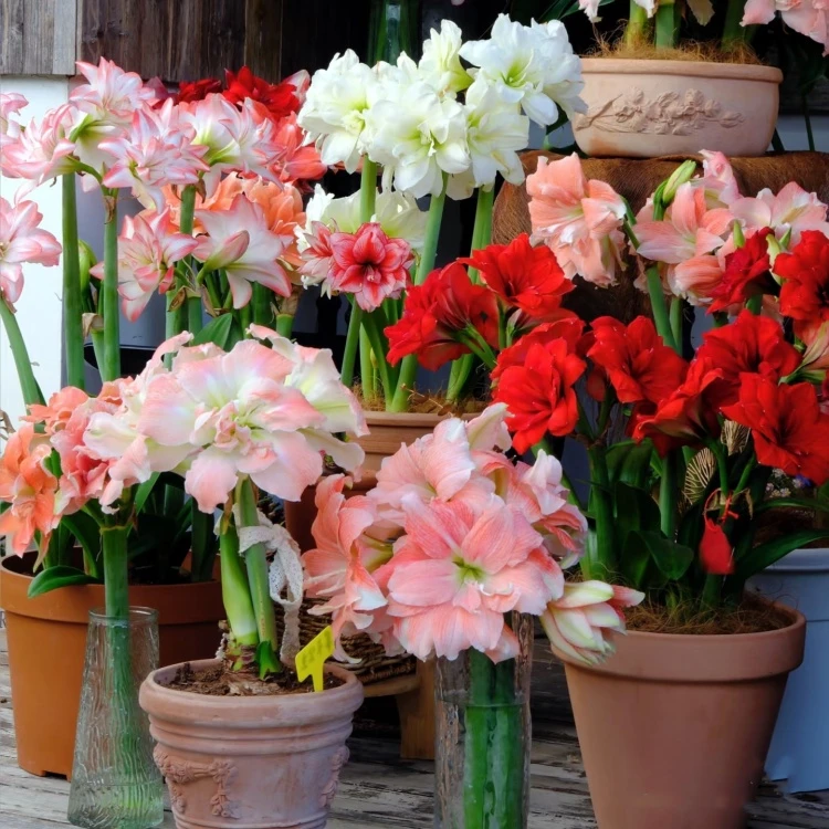 【买三送一】朱顶红种球观花植物5-6公分当年开花大球球盆栽植物
