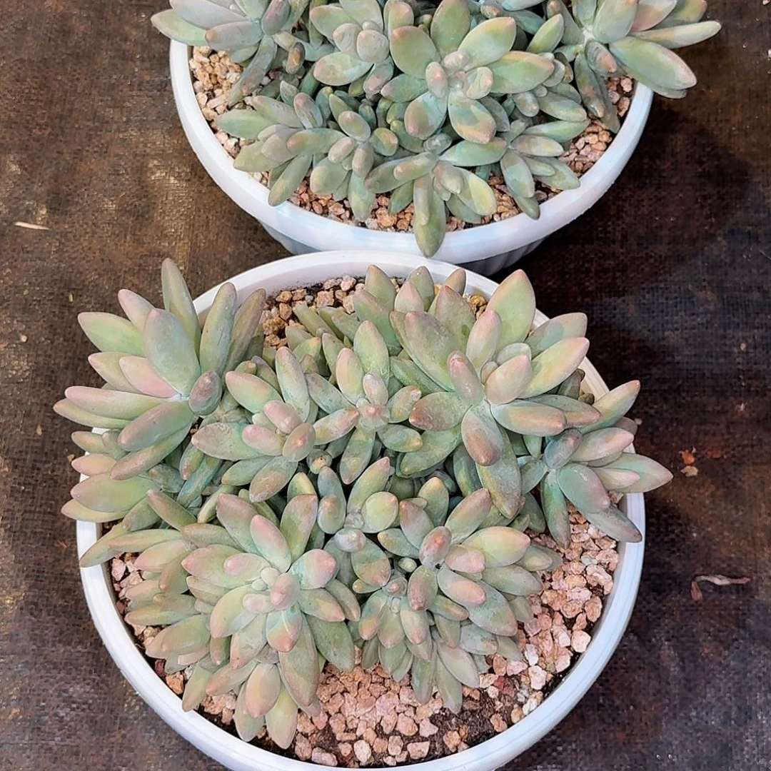 蔬***子白兰地两颗多肉植物