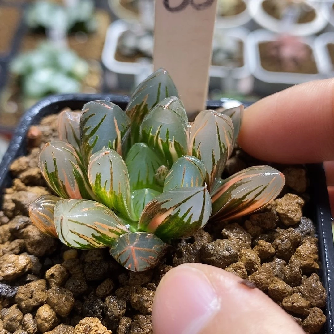 55黑葡萄玉露锦十二卷