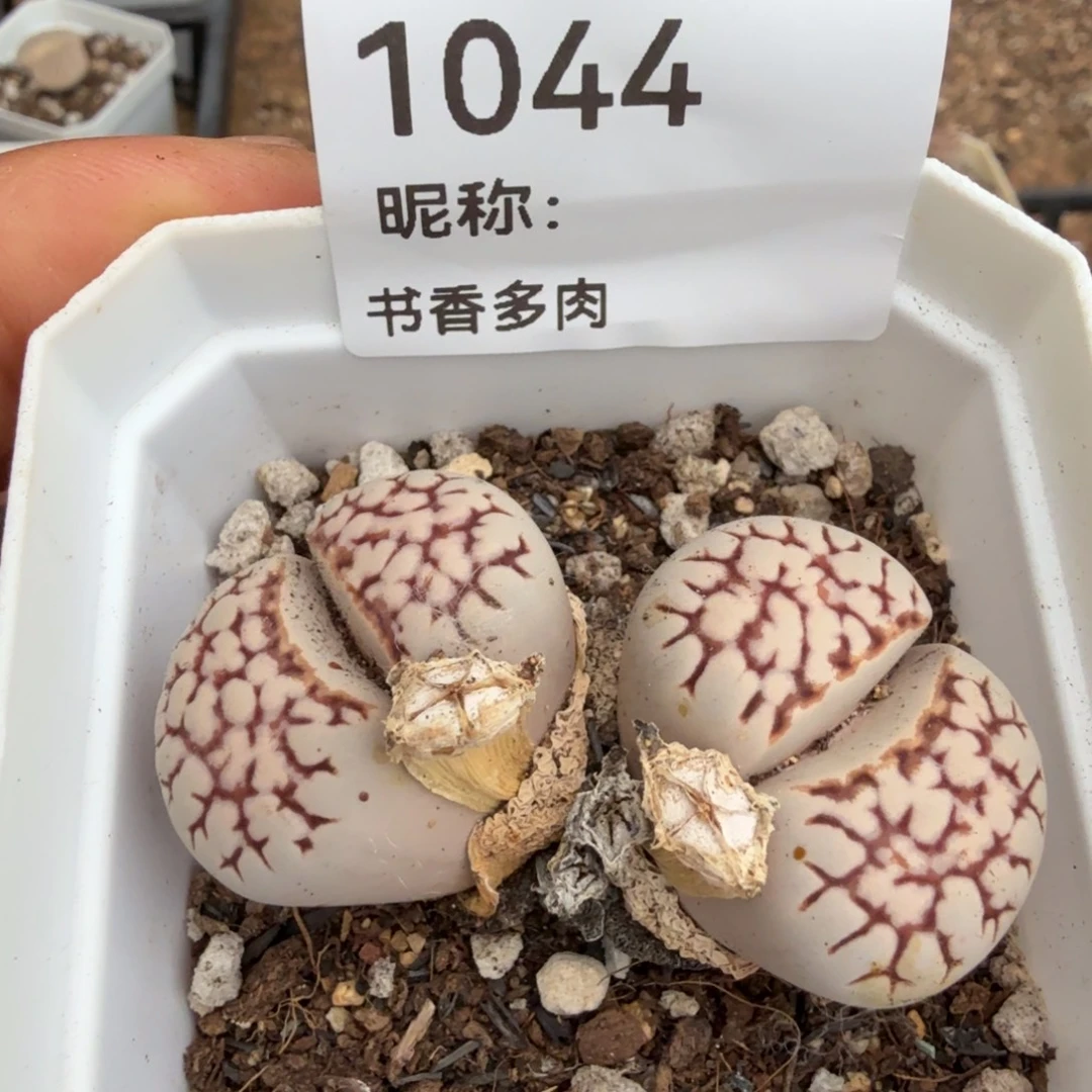 多肉植物多肉植物