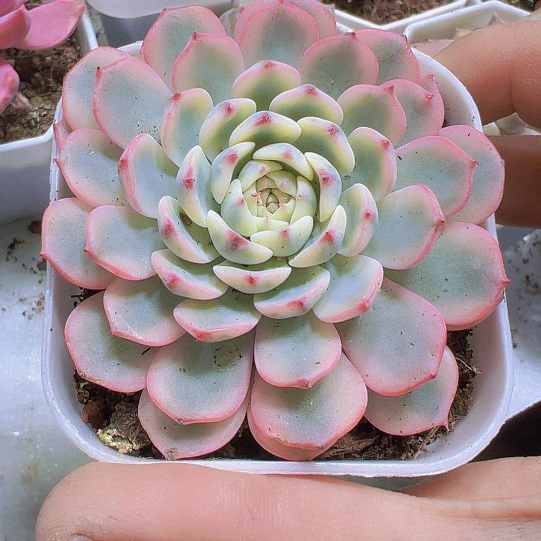 姬莲锦19包邮多肉植物