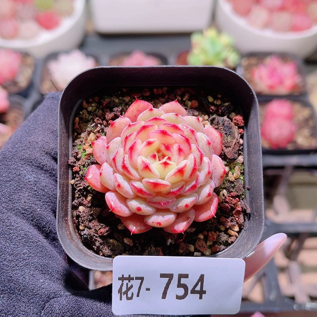 花利美7-754哈尼