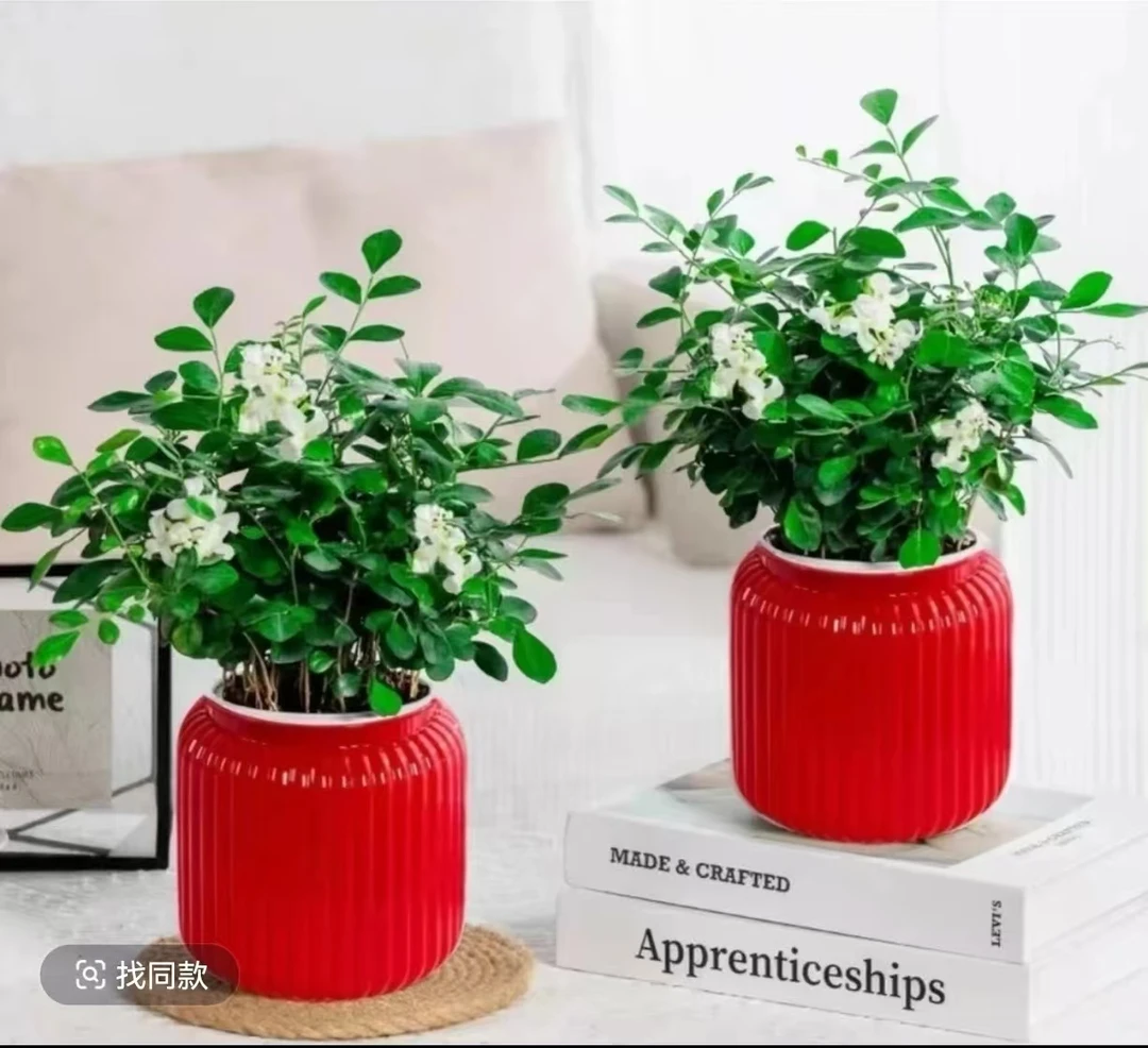 【买一发2套】LY九里香盆栽四季种植开花卉室内客厅外客厅阳台种植
