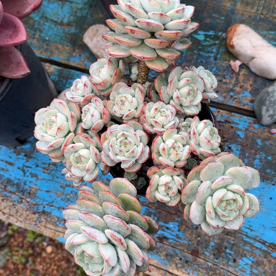 新疆西藏内蒙不发货，香草