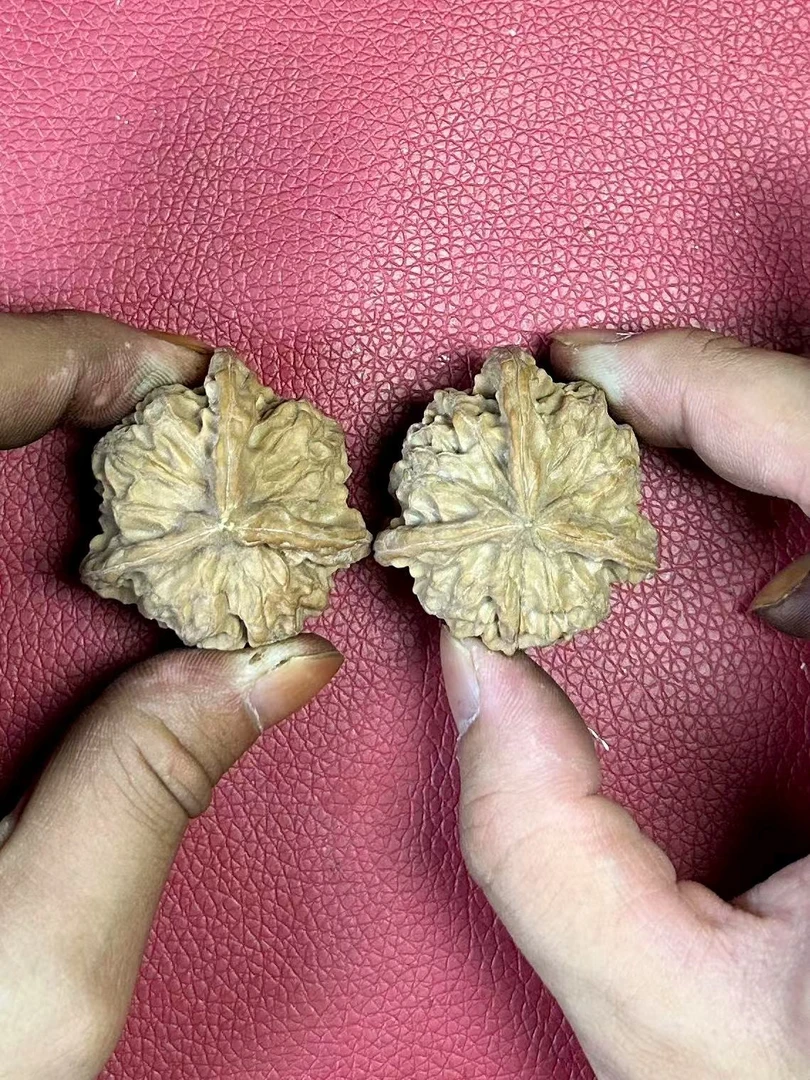 多楞元宝三棱麻核桃