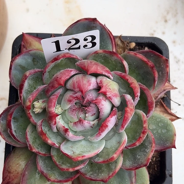 惊鸿惊鸿惊鸿 123叶展15默认裸根发货