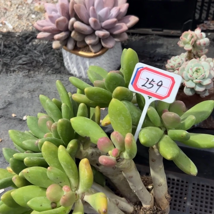 小***呀A259芒果奶大群一物一拍58