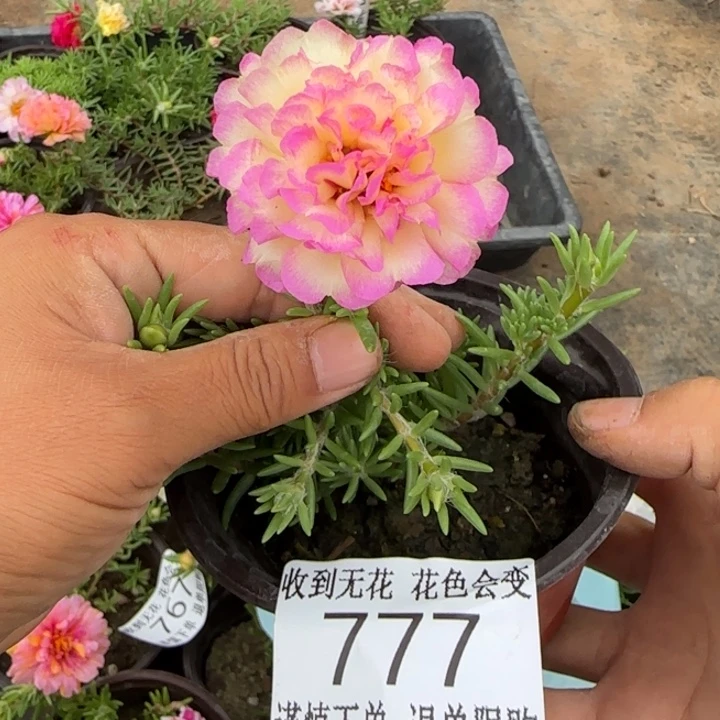 无花朵777超小苗盆口10cm