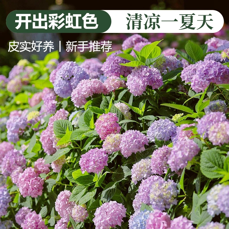 新手大花绣球无尽夏绿植阳台庭院花卉盆栽植物