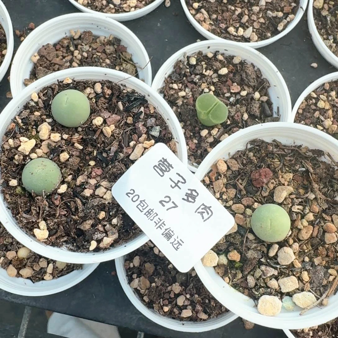 27带盆土发货鸽子蛋三颗