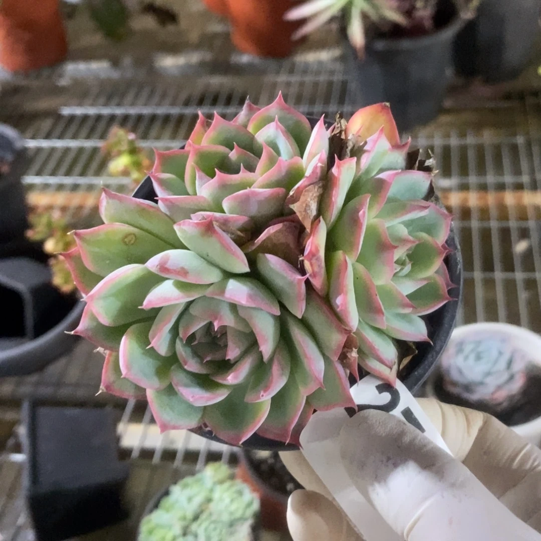 2769侧影多头一物一拍