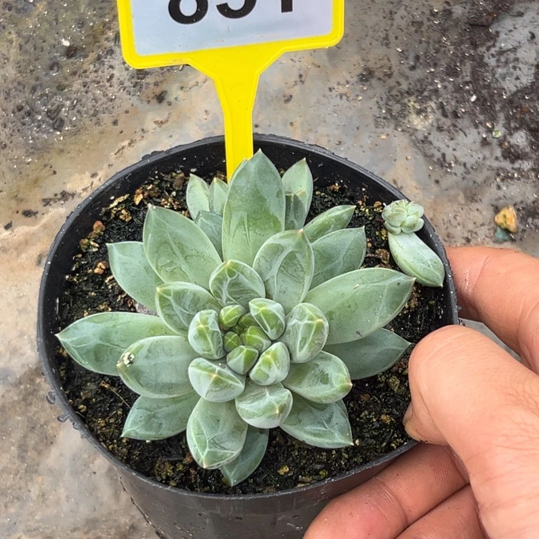 多肉植物彩体梵高美人851
