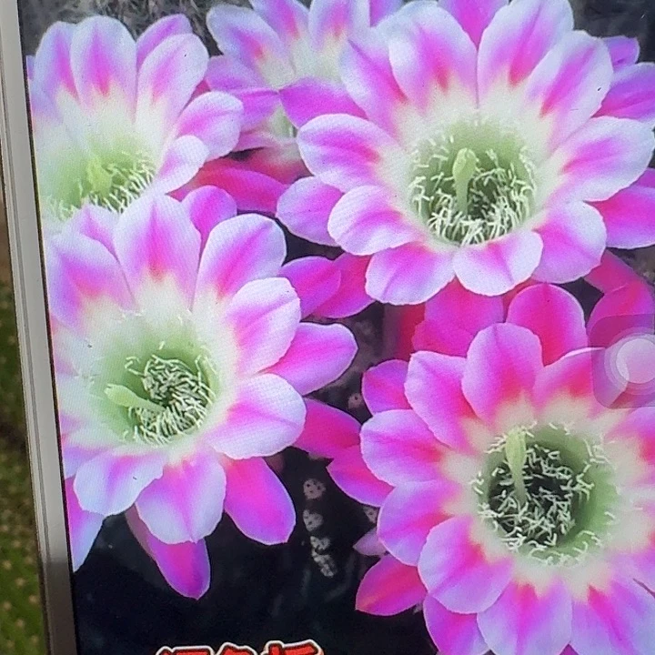 调色版侧芽4公分丽花