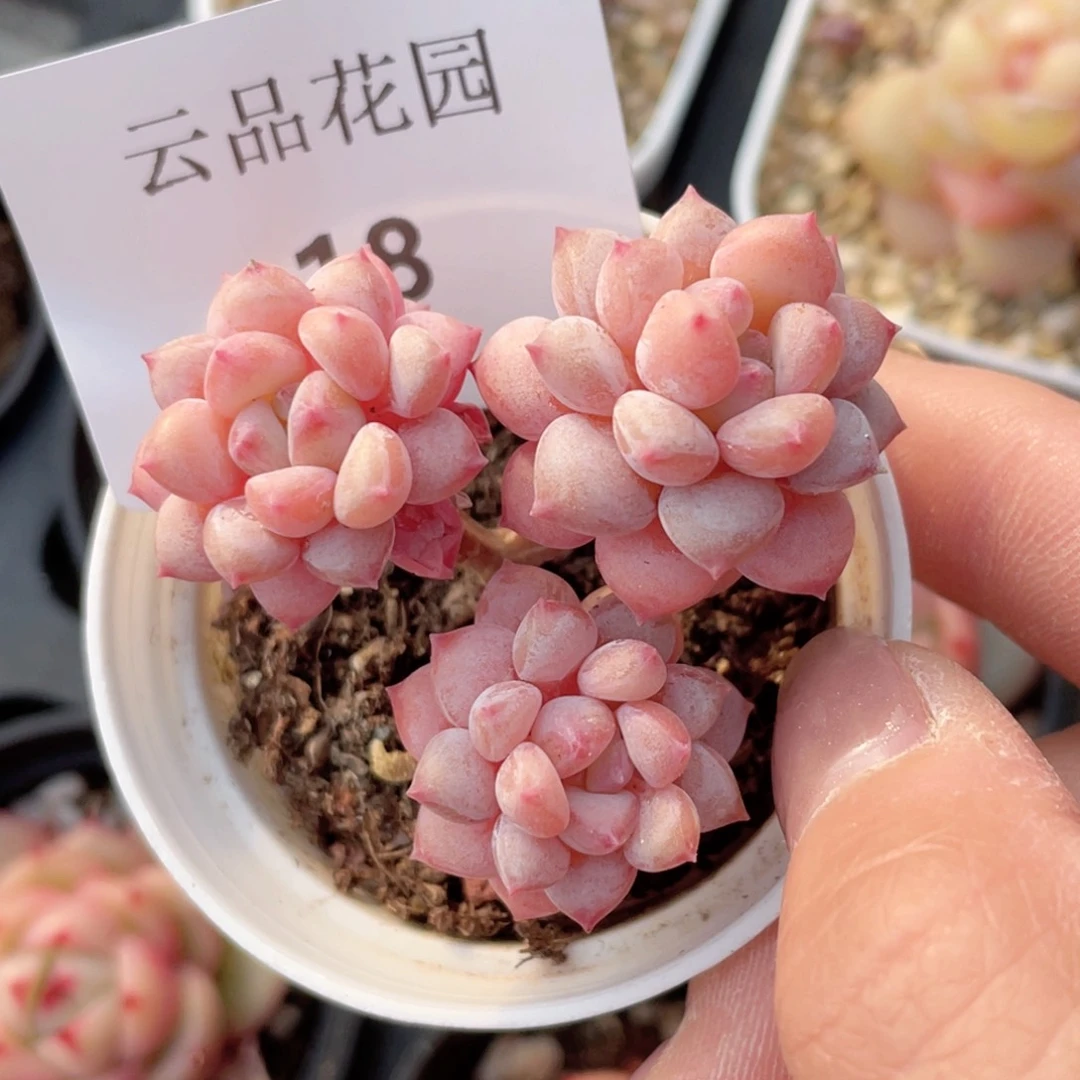 飞****，18号糖心冰心珍妮