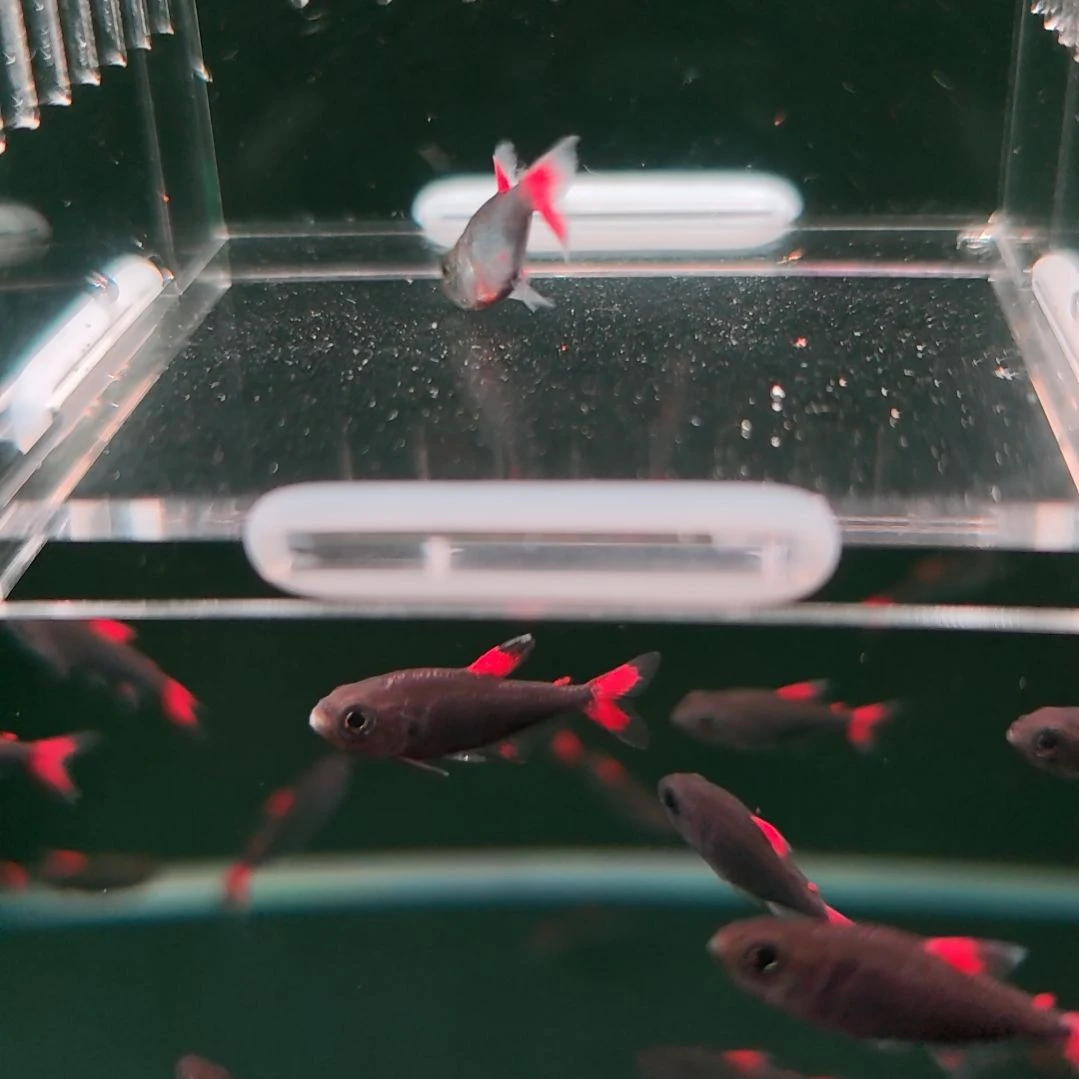 灯科鱼红铠甲灰太狼