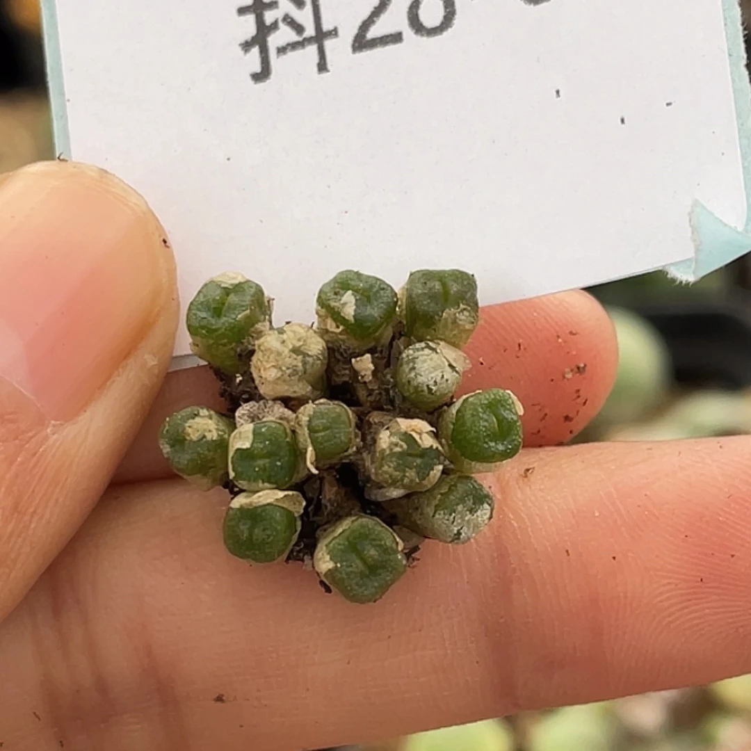 28-3方糖多肉植物