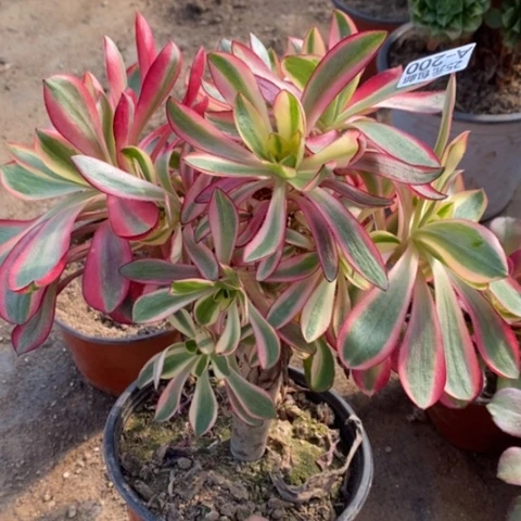 200红魔女砍过满25包邮多肉