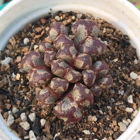 多肉肉锥 大窗蝴蝶勋章