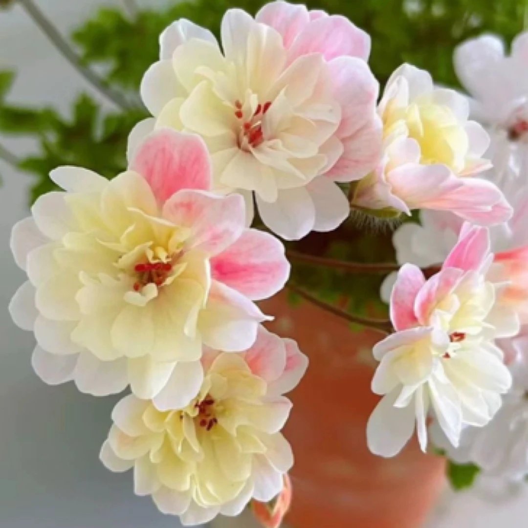 1盆劳拉马乔里盆栽