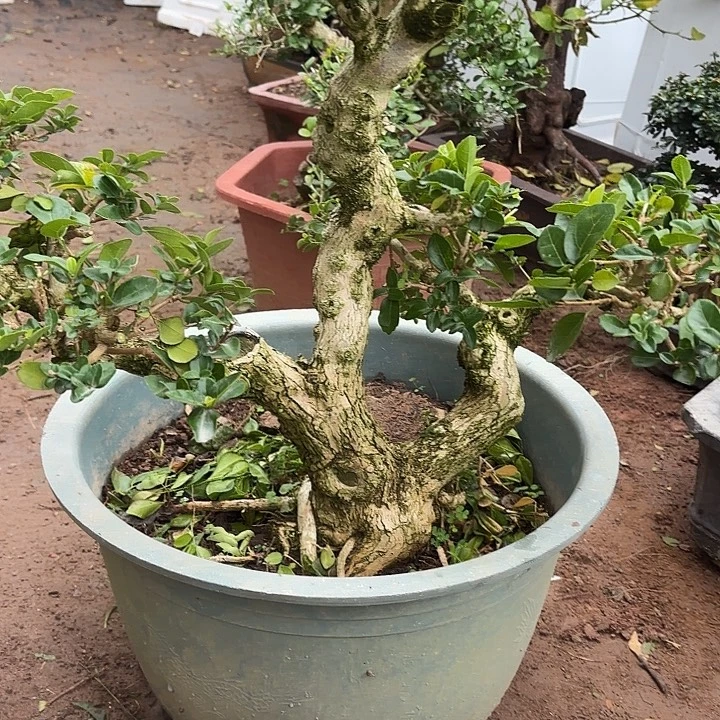 田***业无花朵哈哈哈哈哈哈