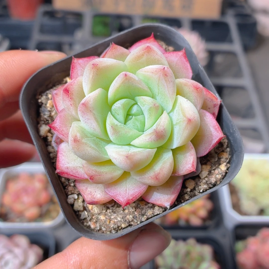 桃熏女王多肉9.9包邮发货