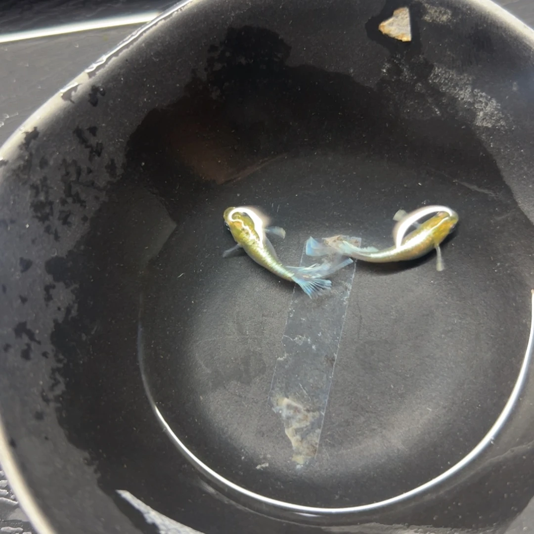 海水鱼啥都会大喊大叫时间