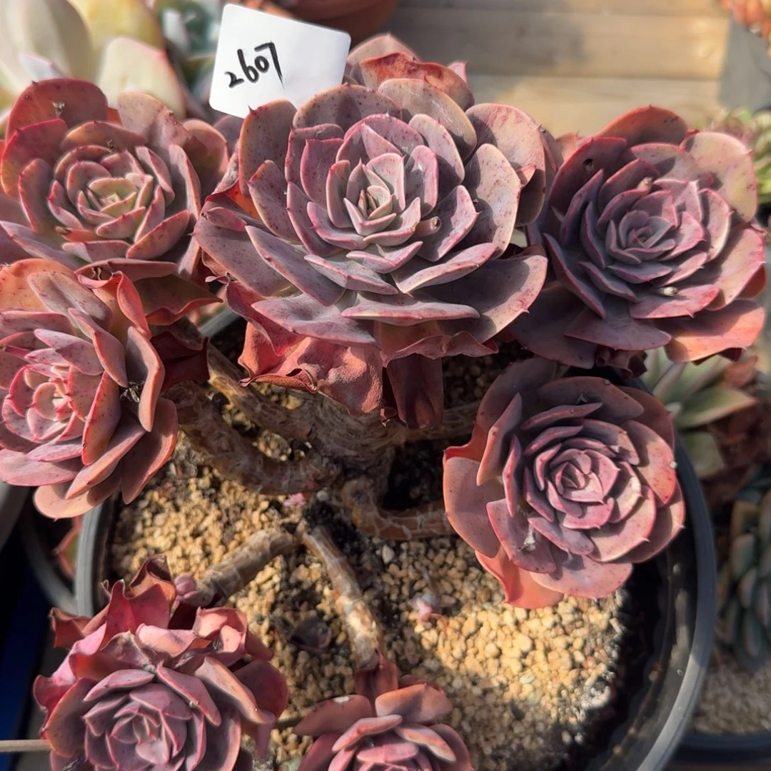 2607多肉凡艺多肉