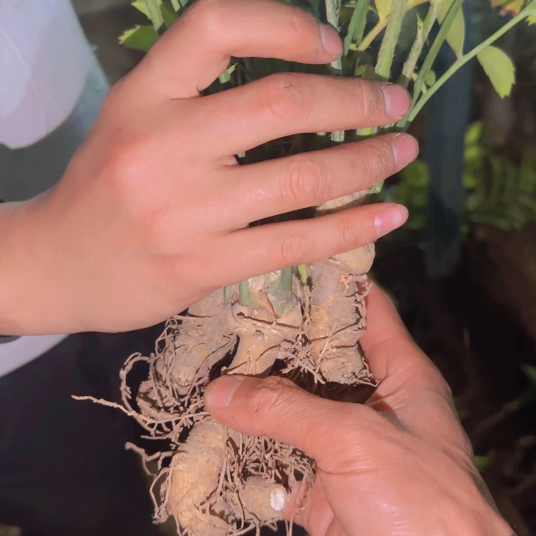 块根植物块根植物