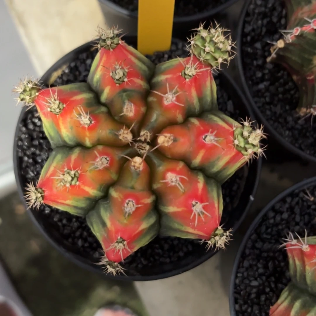 L597-0103泰国发货 山姆