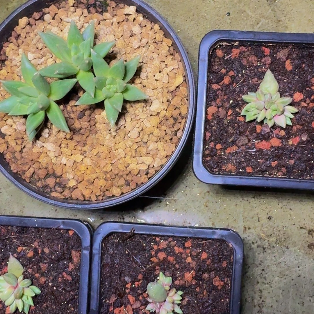 狼牙 叶插 一物一拍