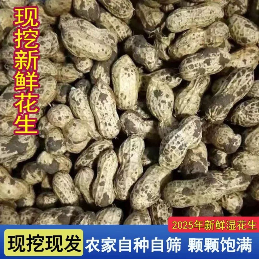 天津本地农家自种现挖现发带壳粉红皮湿花生可水煮生吃顺丰包邮