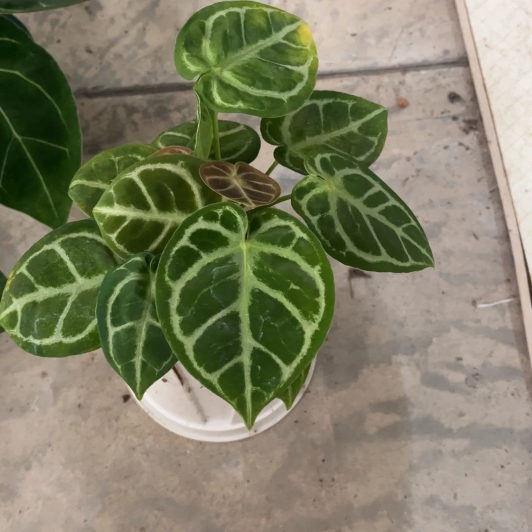 无花朵17 霍夫曼杂（活动款两颗包邮 不售后）