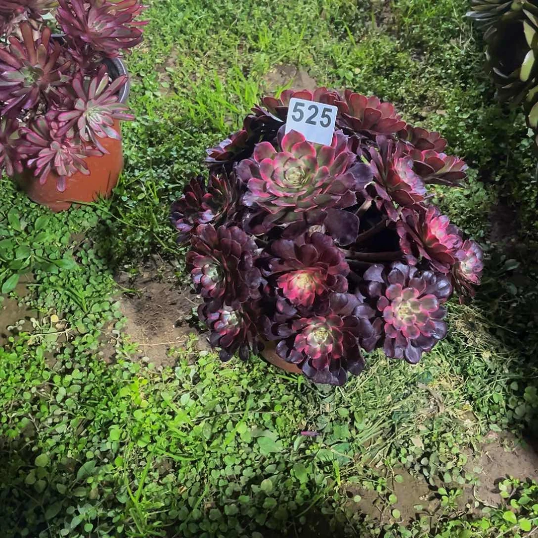 拾*。多肉植物一物一拍525