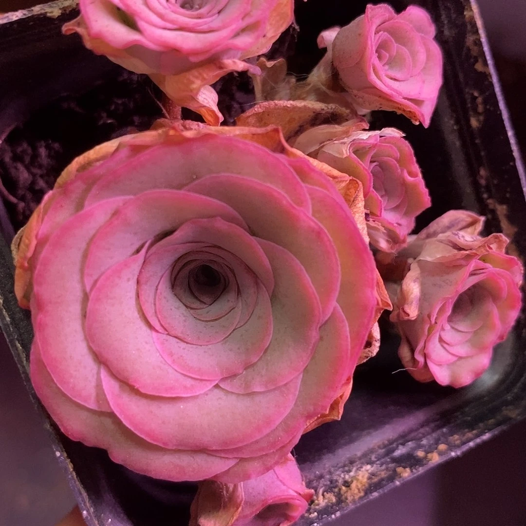 天使之翼一物一拍015