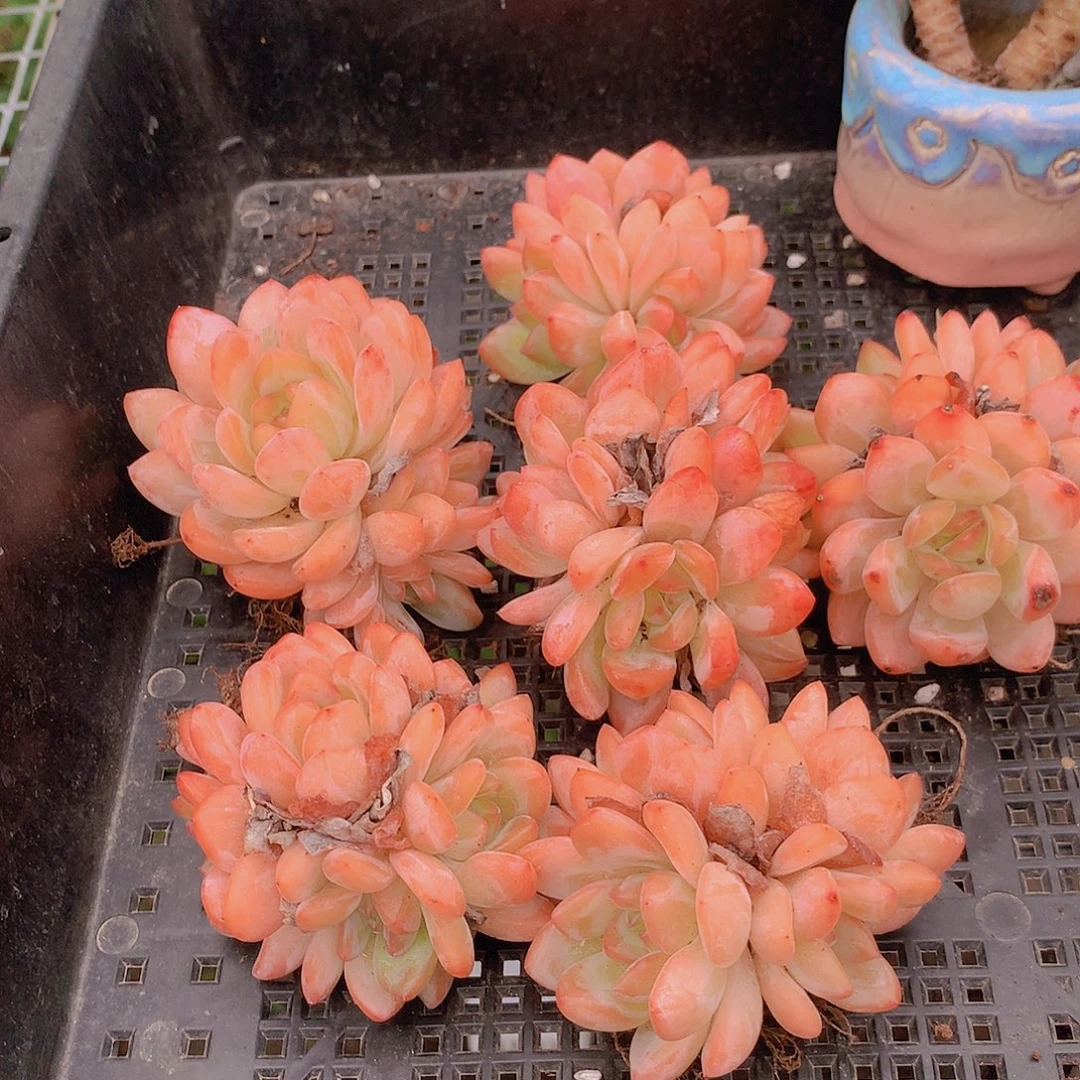 全明星群捡漏2467890000