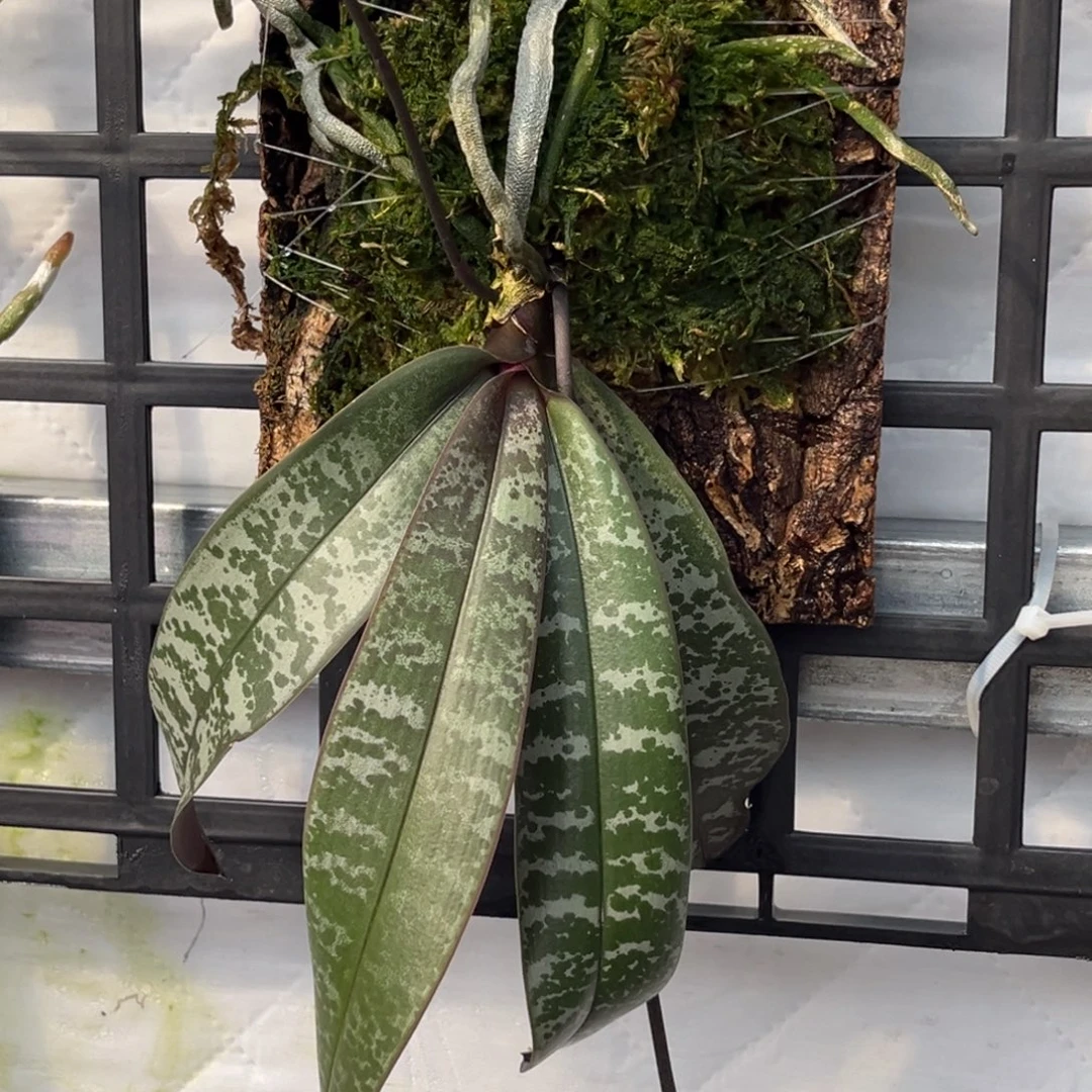 全部花苞板值沙巴西花苞株