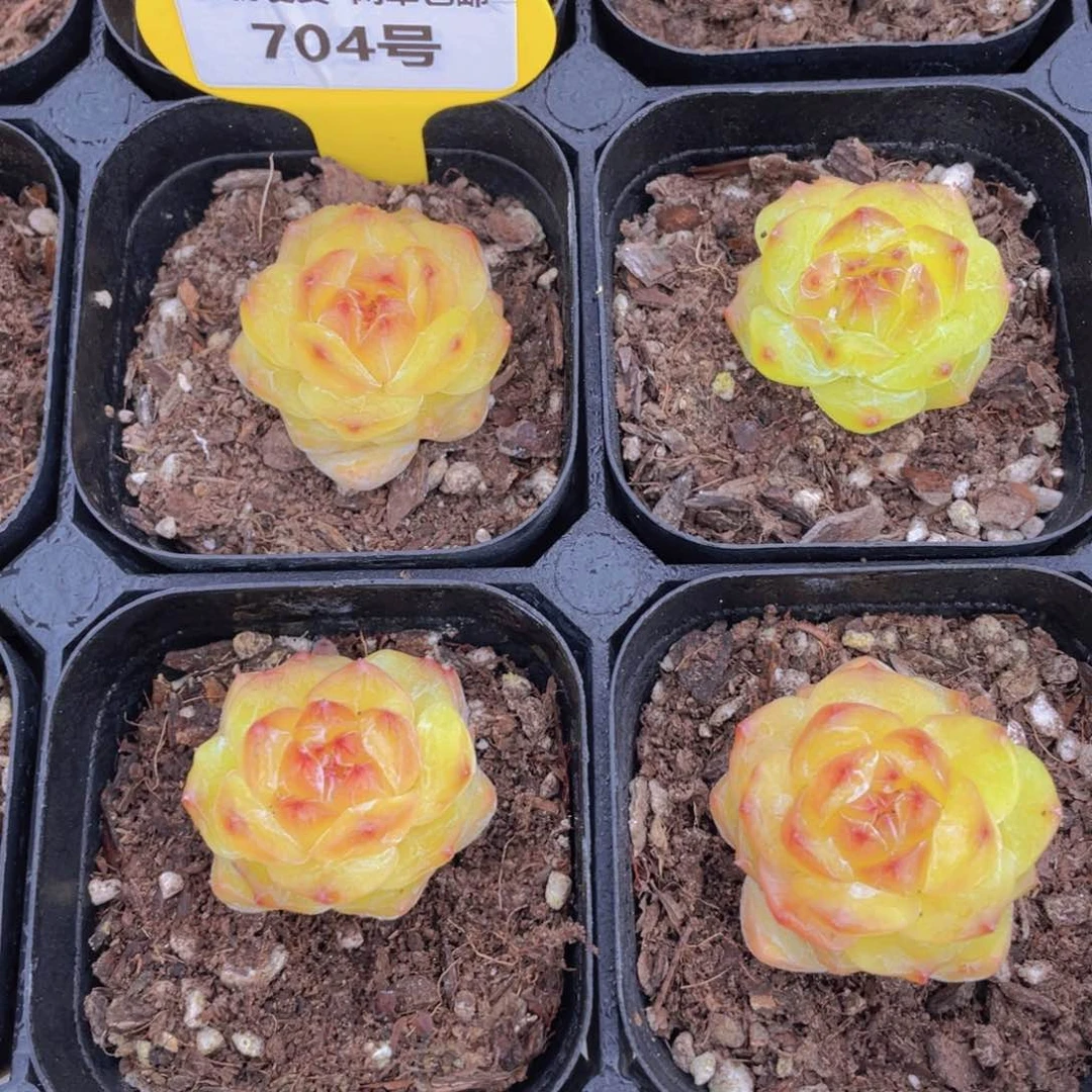 704号 开播福利全状态甜心珍妮单头一个