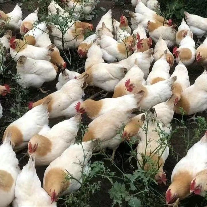 宠物鸡古典鸡青年母鸡两只包邮顺丰快递