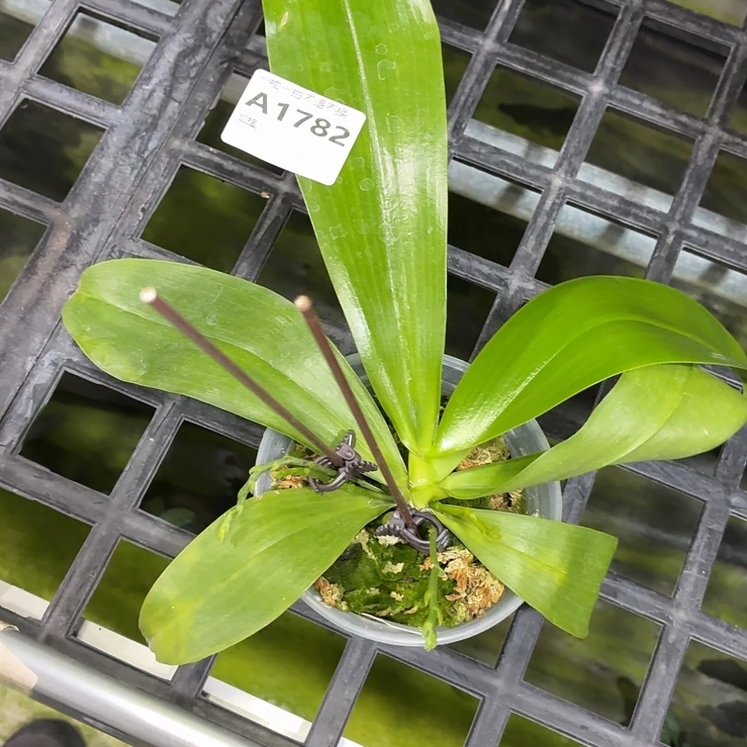 当前无花朵，栽培后可花朵A1782yss1162四花剑