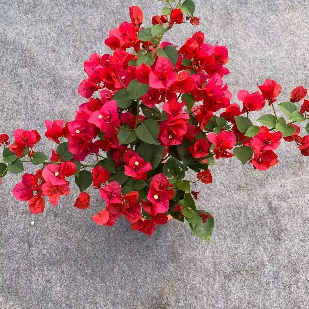 【同安红】三角梅盆栽四季开花地直发三角梅苗盆栽勤花爬藤阳台好养