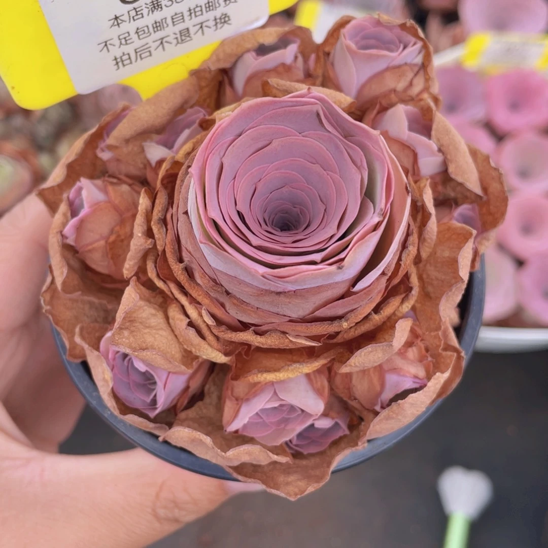山地玫瑰559满38包邮裸根发货