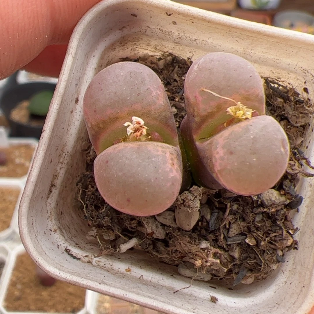 023号风铃 多肉植物